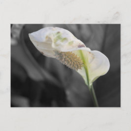 Cartão Postal Peace Lily - Cor Seletiva