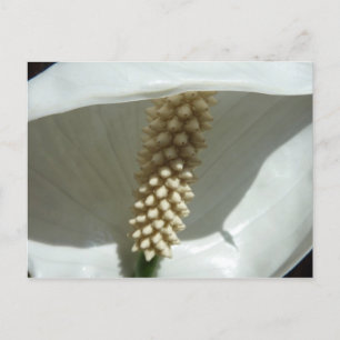 Cartão Postal Peace Lily Elegant White Floral