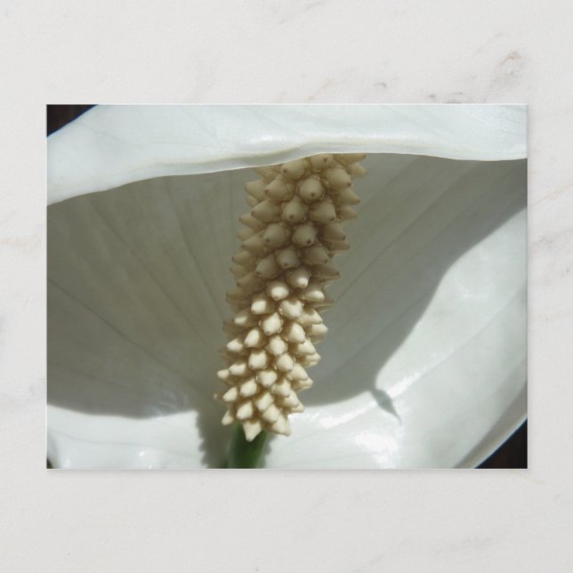 Cartão Postal Peace Lily Elegant White Floral (Frente)