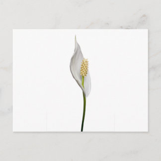 Cartão Postal Peace Lily, Spathhyllum