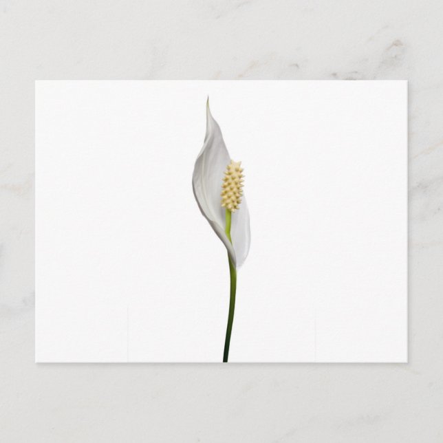 Cartão Postal Peace Lily, Spathhyllum (Frente)