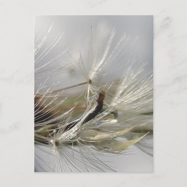 Cartão Postal Peaceful, Elegante, Shimmering Poof Dandelion (Frente)