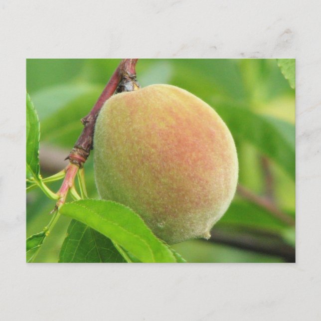 Cartão Postal Peach Fuzz (Frente)
