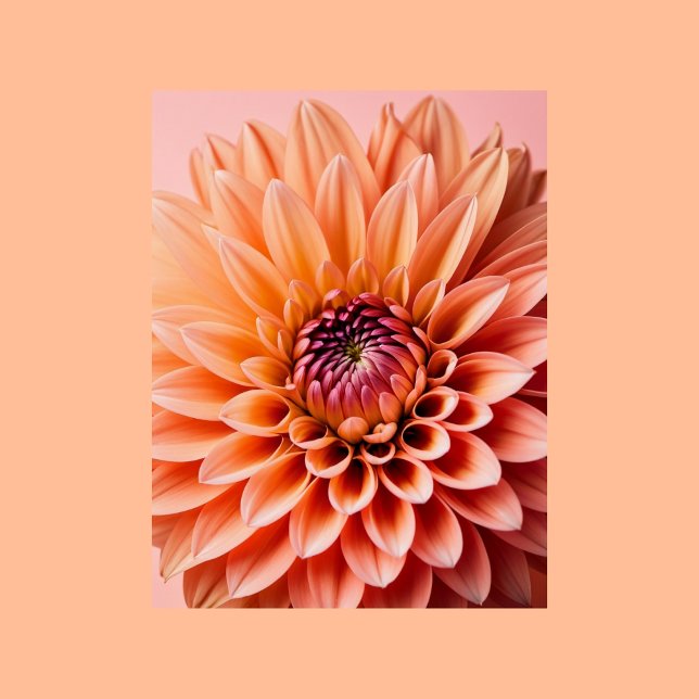 Cartão Postal Peach Fuzz, flor de Dahlia, Pocruzamento (Criador carregado)