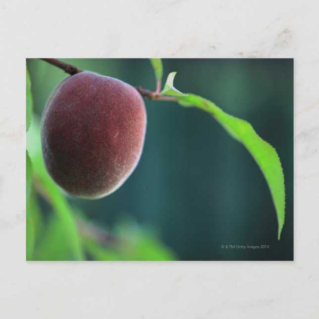 Cartão Postal Peach on a peach tree (Frente)