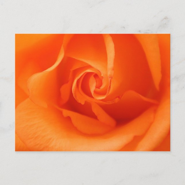 Cartão Postal Peach Orange Rosa (Frente)