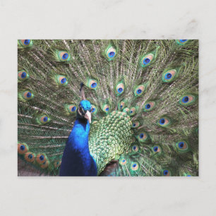 Cartão postal Peacock