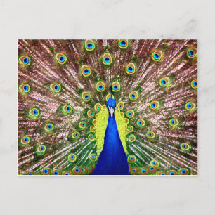 CARTÃO POSTAL PEACOCK
