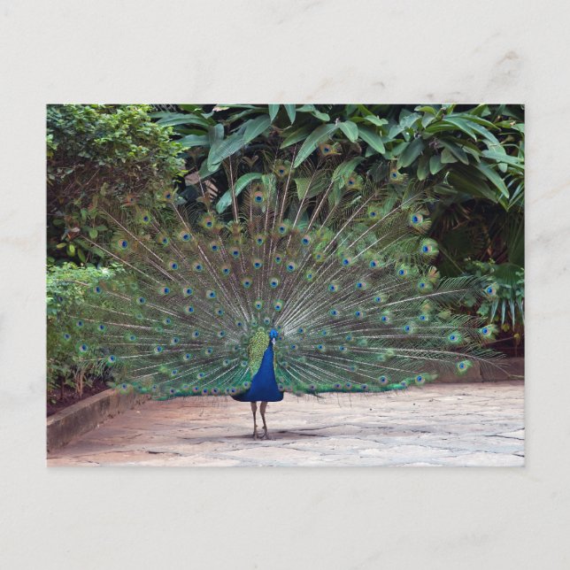 Cartão Postal Peacock (Frente)