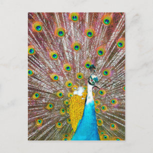 Cartão Postal Peacock