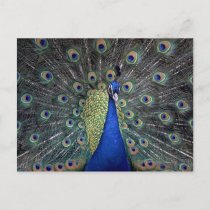 Cartão Postal Peacock