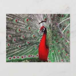 Cartão Postal Peacock