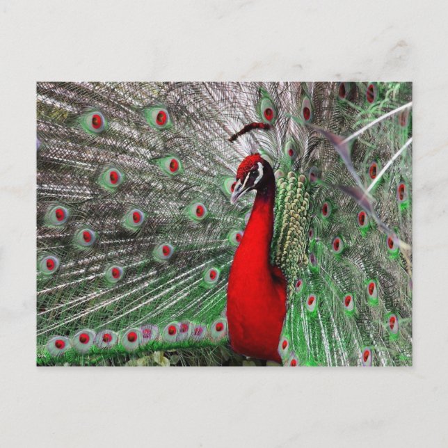 Cartão Postal Peacock (Frente)