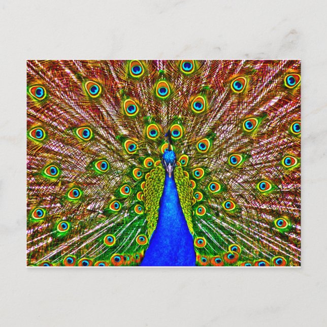 Cartão Postal Peacock (Frente)