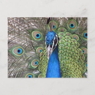 Cartão postal Peacock