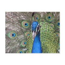 Cartão postal Peacock