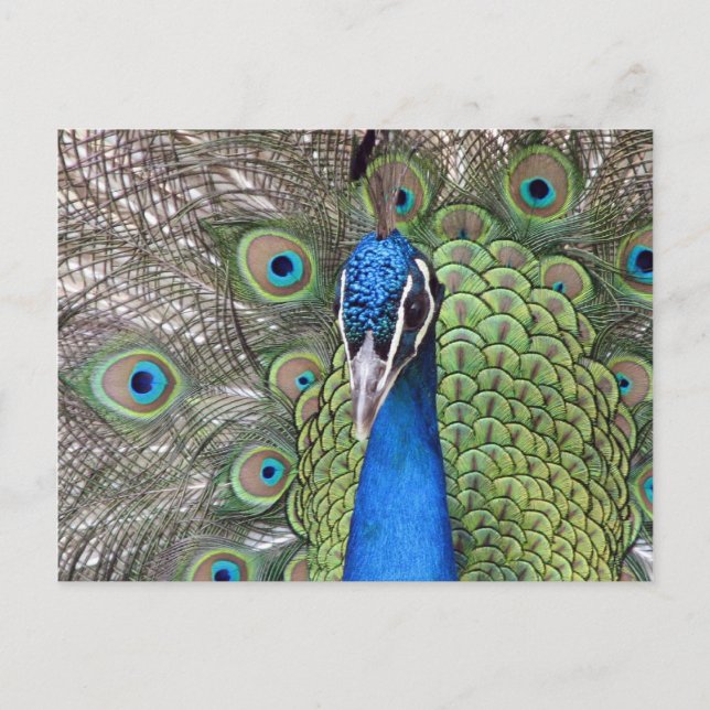 Cartão postal Peacock (Frente)
