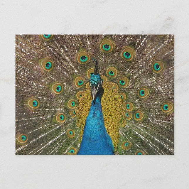 Cartão postal Peacock (Frente)