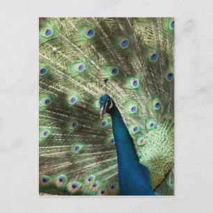Cartão Postal Peacock