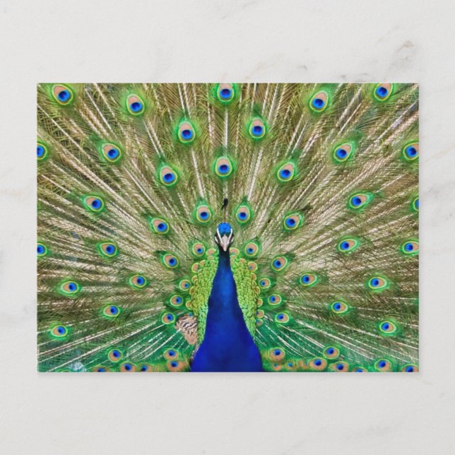 Cartão postal Peacock (Frente)