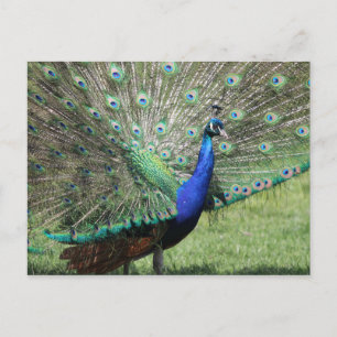 Cartão postal Peacock