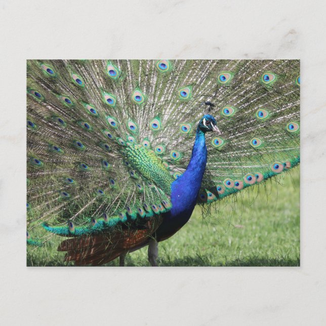 Cartão postal Peacock (Frente)