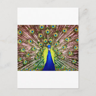 CARTÃO POSTAL PEACOCK