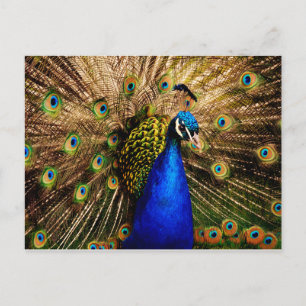 Cartão postal Peacock