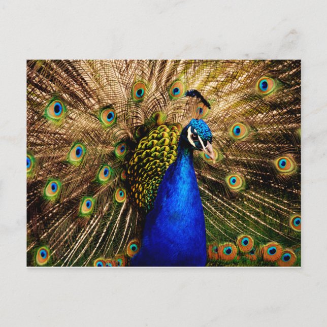 Cartão postal Peacock (Frente)