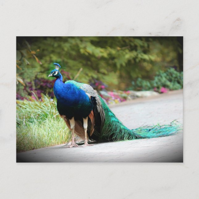 Cartão Postal Peacock (Frente)