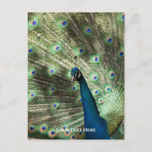Cartão Postal Peacock