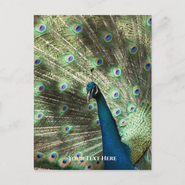 Cartão Postal Peacock (Frente)