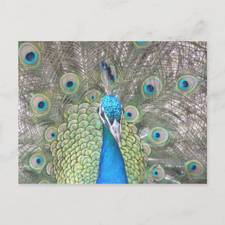Cartão Postal Peacock