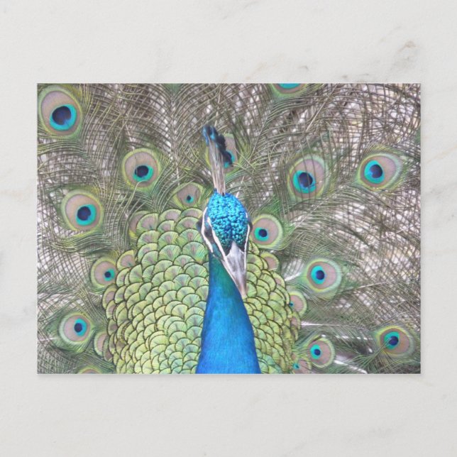 Cartão Postal Peacock (Frente)
