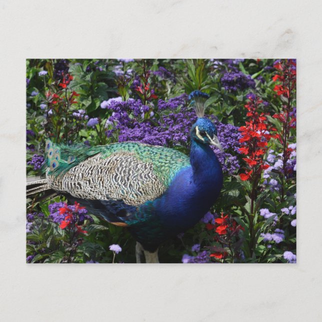 Cartão Postal Peacock (Frente)