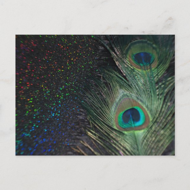 Cartão Postal Peacock arco-íris preto (Frente)