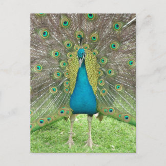 Cartão Postal Peacock art vo1