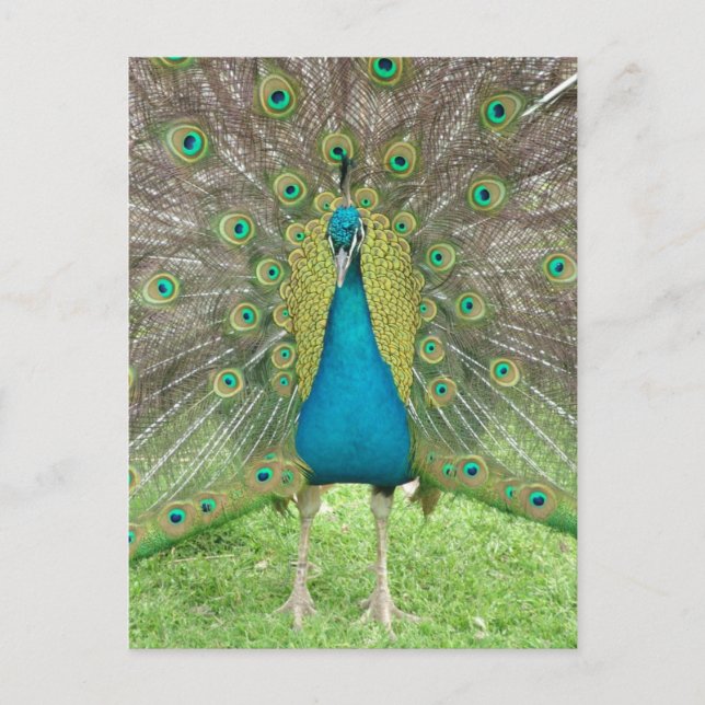 Cartão Postal Peacock art vo1 (Frente)