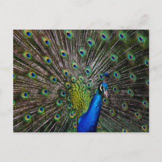 Cartão Postal Peacock Beauty