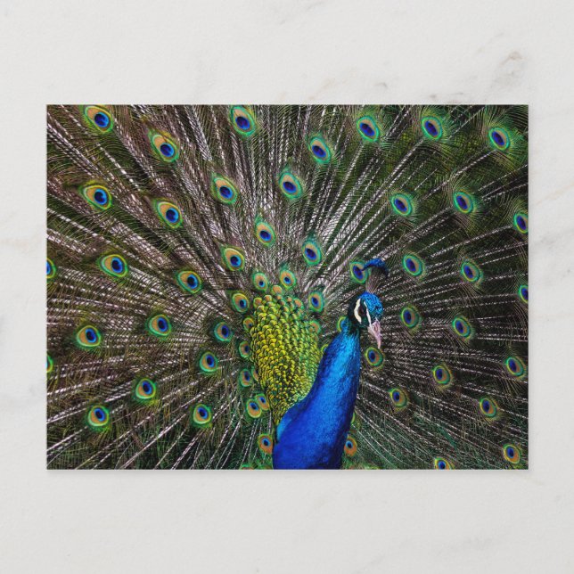 Cartão Postal Peacock Beauty (Frente)