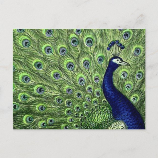 Cartão Postal Peacock bonito (Frente)