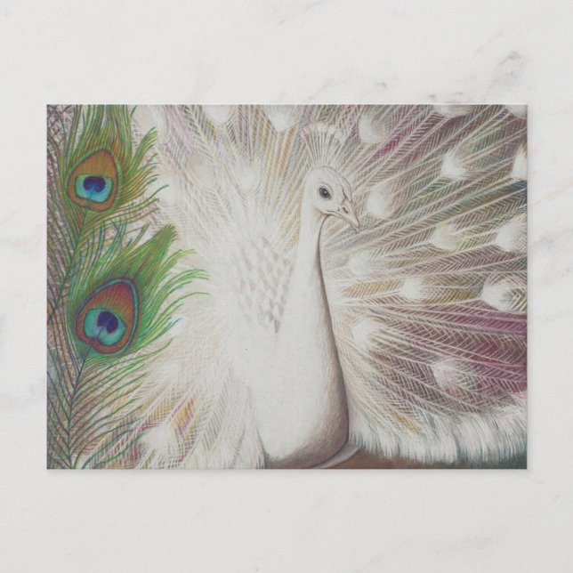 Cartão Postal Peacock Branco e Impressão de arte de Pavão Verde (Frente)