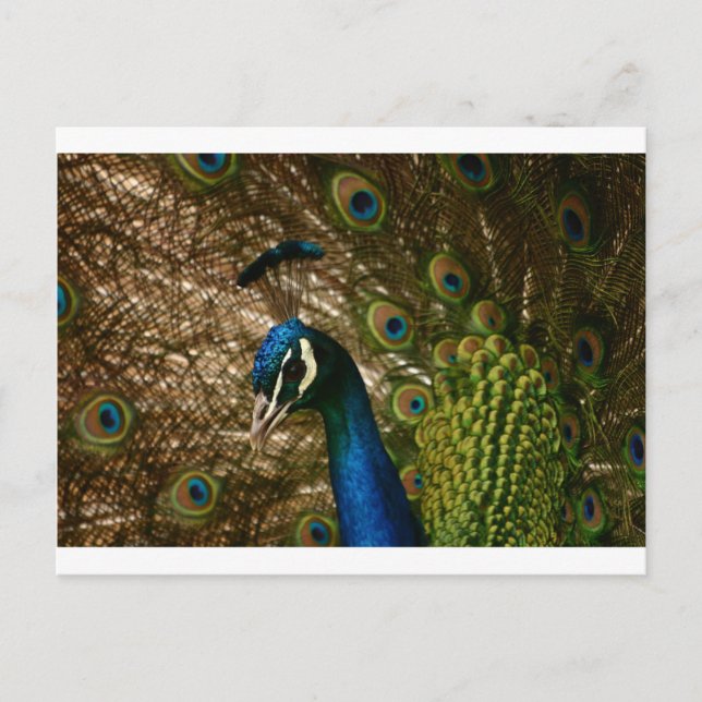 Cartão Postal Peacock Closeup (Frente)