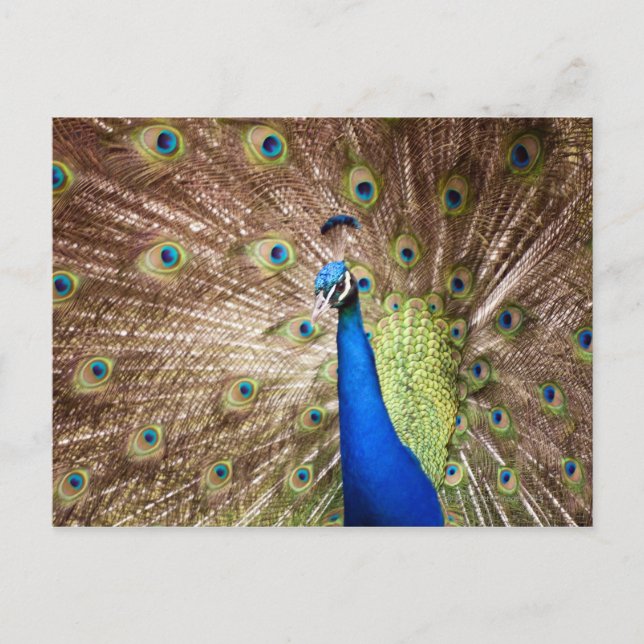 Cartão Postal Peacock exibindo plumagem (Frente)