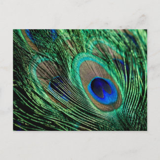 Cartão Postal Peacock Feather Lucky