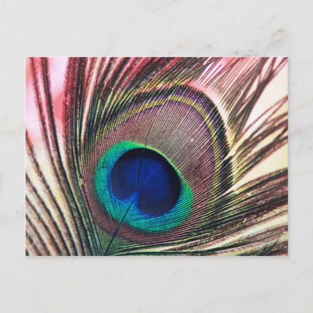 Cartão Postal peacock.jpg (Frente)