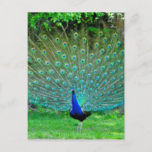 Peacock Light