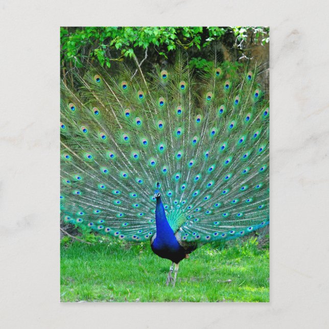 Cartão Postal Peacock Light (Frente)