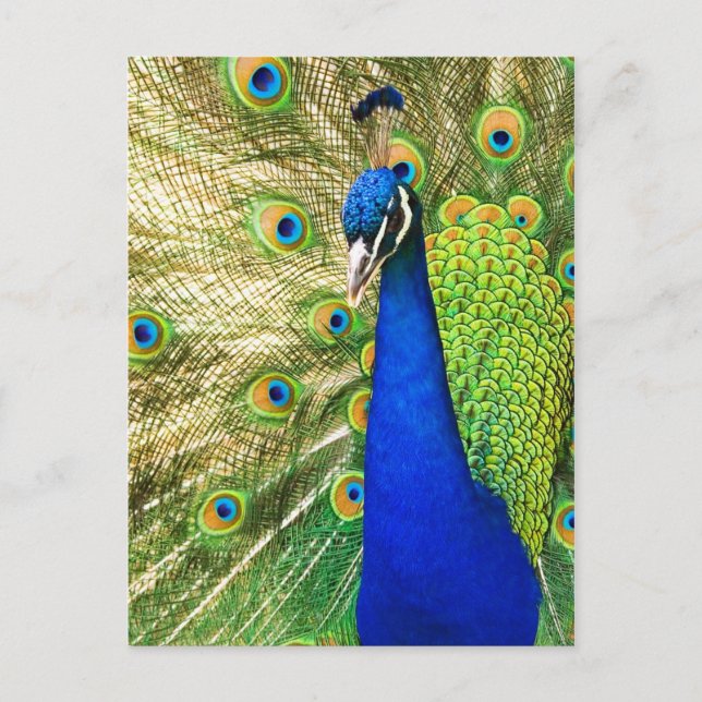 Cartão Postal Peacock mostrando sua plumagem colorida (Frente)
