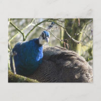 Cartão postal Peacock na árvore DIY